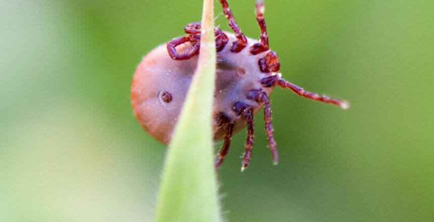 Deer tick sleeping on grass stalk. Ixodes ricinus. The dangerous parasite transmitted infections such as encephalitis and Lyme disease.