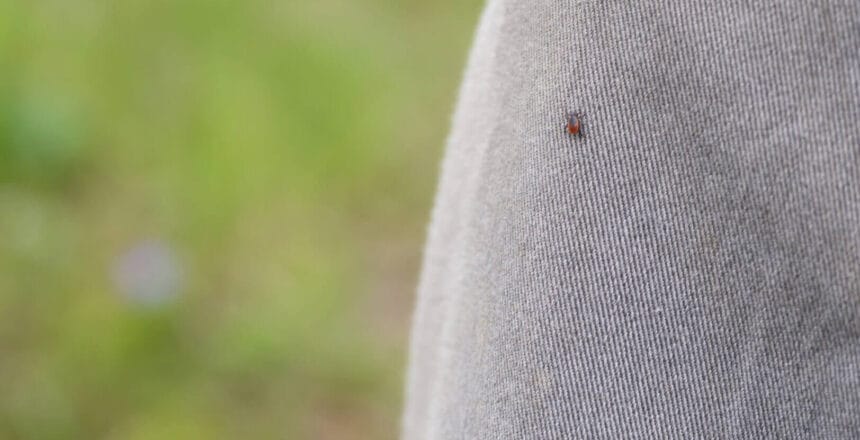 the taiga tick (latin: ixodes persulcatus) is a blood - sucking parasite of the ixodes family, a vector of lyme disease and tick-borne encephalitis. the imago of a tick crawls on a person's clothes