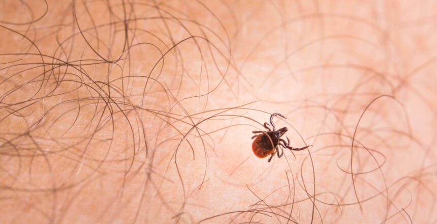 Tick - parasitic arachnid blood-sucking carrier of various diseases